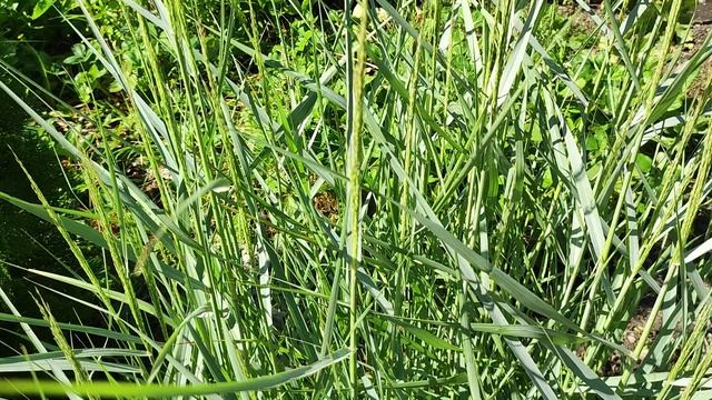 Просо Heavy Metal. Эффектный злак для сада.