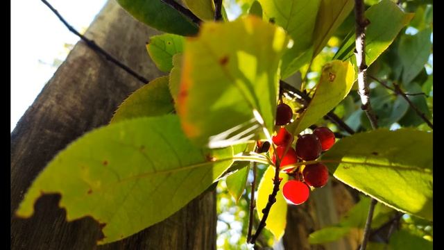 О Берггольц  Бабье лето  #стихиобосени #поэты20века