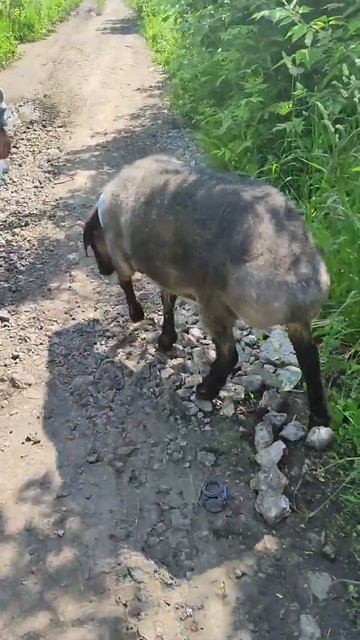 Походка 🔥 #sheep #курдюк #овечка #эдильбай #fattail смотреть онлайн