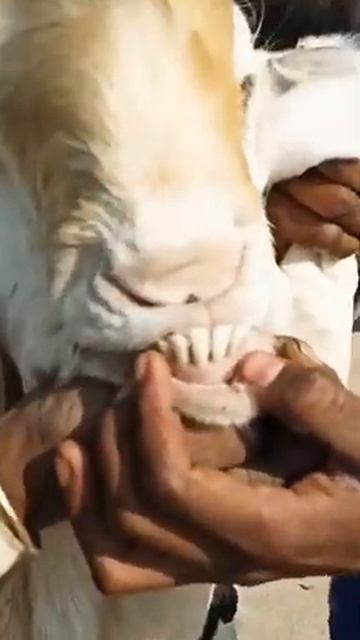 SK Goat farm chambal con 7500040232 Saurabh Yadav up Etawah chambal chakar nagar смотреть онлайн