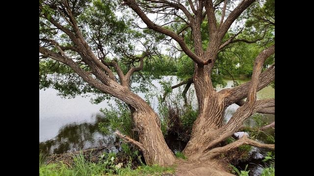 И  Бунин   В  Гефсиманском саду  #духовнаялирика #поэтысеребряноговека