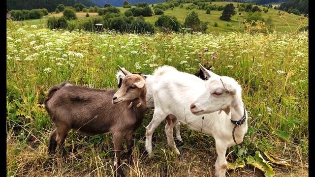 А  Твардовский  Июль -  макушка лета #стихиолете #поэты20века