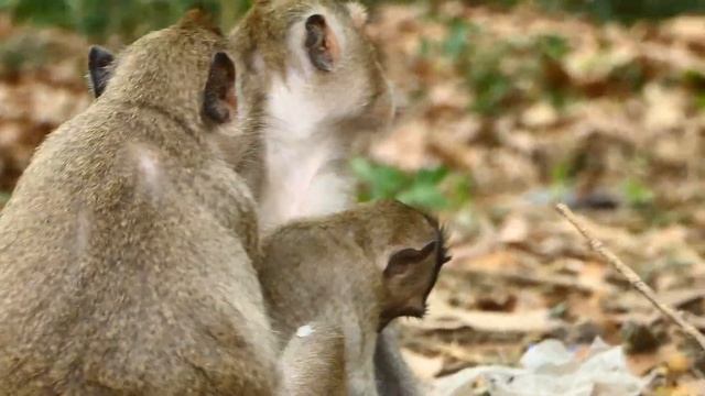 Confusing! Two Sibling Little Ayla And Stormy Appear In Whole Family. Both Little Talking Gesture. смотреть онлайн