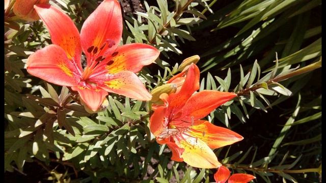 В  Брюсов  Сонет к форме #философскаялирика #поэтысеребряноговека