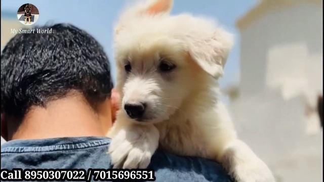 FREE DELIVERY | Long coat white gsd puppies | Perfect marking shih tzu | Blue eyes Siberian husky смотреть онлайн