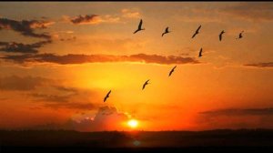 Н  Заболоцкий  Журавли #стихиоприроде  #поэты20века#философскаялирика