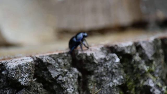 Waldmistkäfer (Anoplotrupes stercorosus) смотреть онлайн