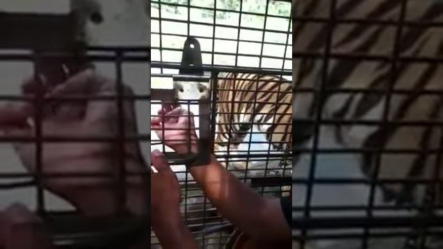 Lion safari in Philippines смотреть онлайн