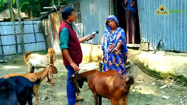 Krishi Chitra-308- প্রান্তিক খামারির যমুনাপারী ছাগল পালনের অসাধারণ গল্প , Goat Farm in Bangladesh смотреть онлайн