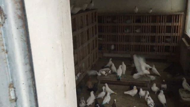 #Pigeons.Не всё измеряется деньгами. смотреть онлайн