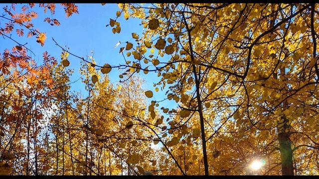 С  Есенин  Отговорила роща золотая  #философскаялирика #поэтысеребряноговека