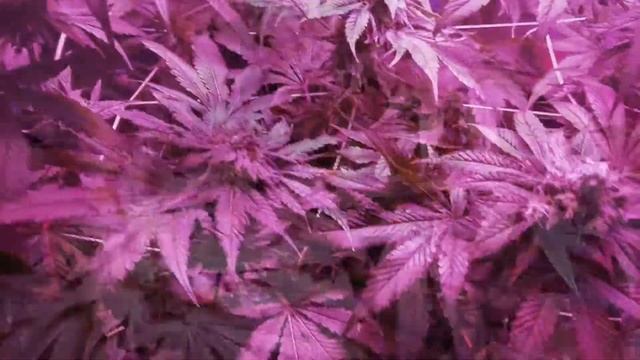 SuperCloset Deluxe Grow Box | First Indoor Hydro Grow Week 8 Flower смотреть онлайн