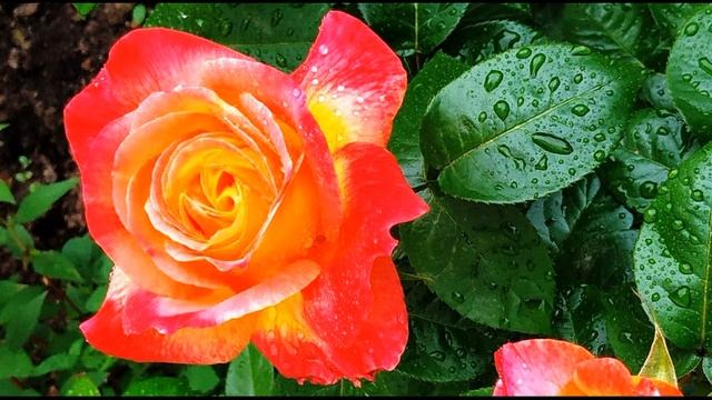 Г  Иванов  Как тридцать лет тому назад #стихиолюбви #поэтысеребряноговека