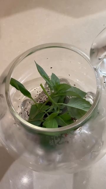 Начните день с чашки ароматного чая и хорошего настроения! смотреть онлайн