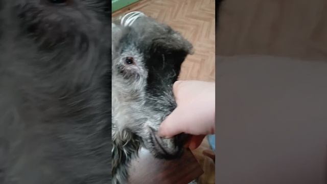 Начало сезона съёма пуха у моих коз пидонской породы.Пух и пряжу не продаю.Продаю серую пуховую козу смотреть онлайн