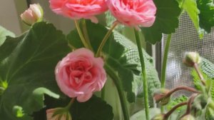 Что творится на моем балконе #пеларгонии