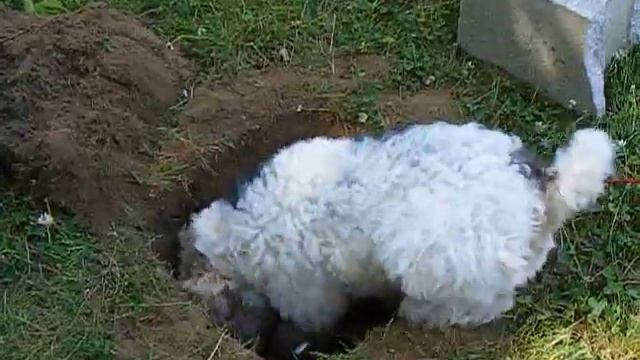 Delilah the Wire Fox Terrier digs a hole смотреть онлайн