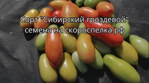 "Сибирский гроздевой" сорт томата отлично приспособленнный к тяжёлым климатическим условиям Сибири.