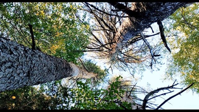 А Фет Как беден наш язык #философскаялирика #поэты19века смотреть онлайн