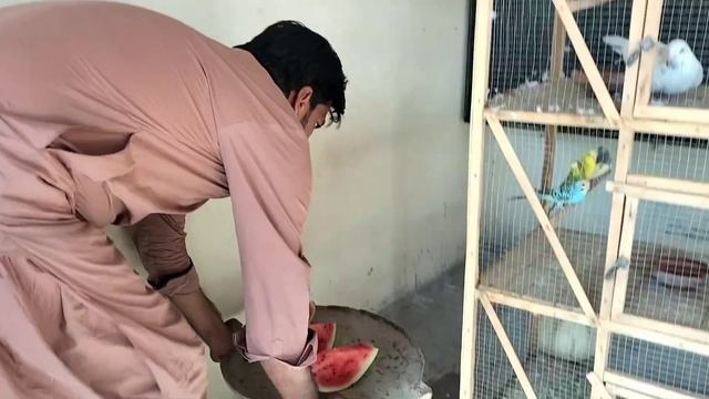 Mini Zoo Ko Many Chohr Diya 😥 смотреть онлайн