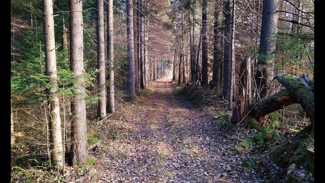 Э Асадов  Отцы и дети #поэты20века #стихиоботцахидетях