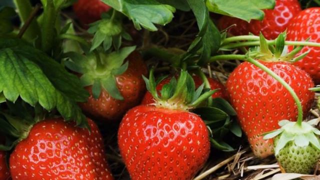 Уникальный совет по саду огороду смотреть онлайн