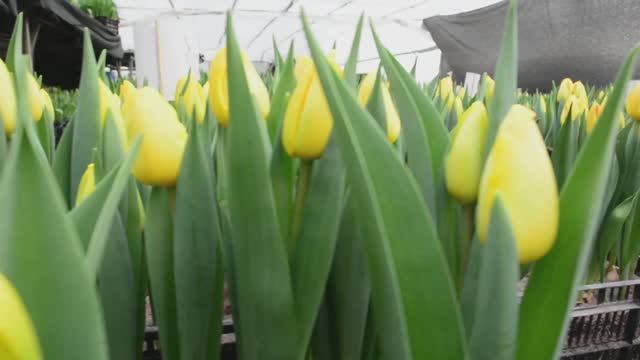 Пуся, как девочка, пришла на экскурсию в теплицу с цветами