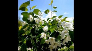 М  Цветаева  1. Облака -  вокруг...  Стихи о Москве  #философскаялирика #серебряный_век