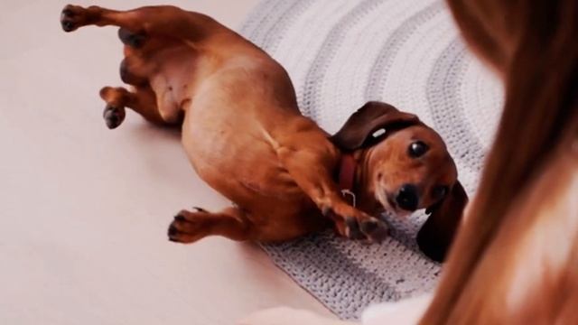 5 toys that dog like the most смотреть онлайн