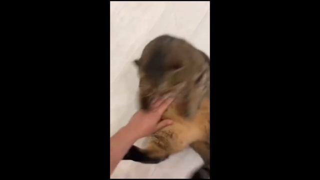 кiт смотреть онлайн