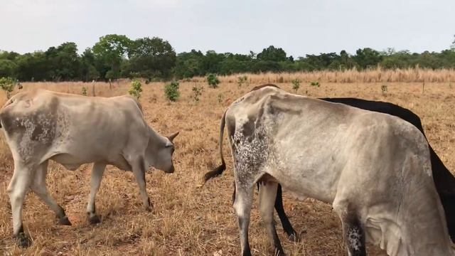 dando manga para o gado na seca, Fazenda Matão, Bonopolis GO смотреть онлайн