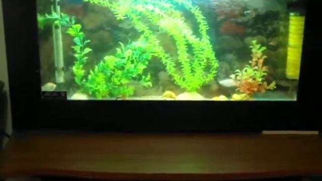 GUPPI смотреть онлайн