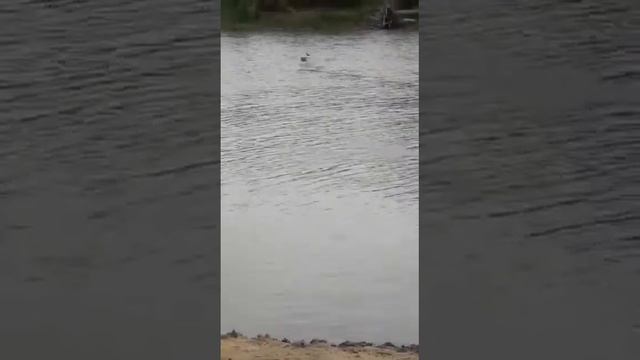 Гризли на охоте))) смотреть онлайн