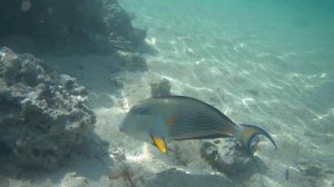 JAZ Mirabel Beach Hotel SHARM El SHEIKH SNORKELING