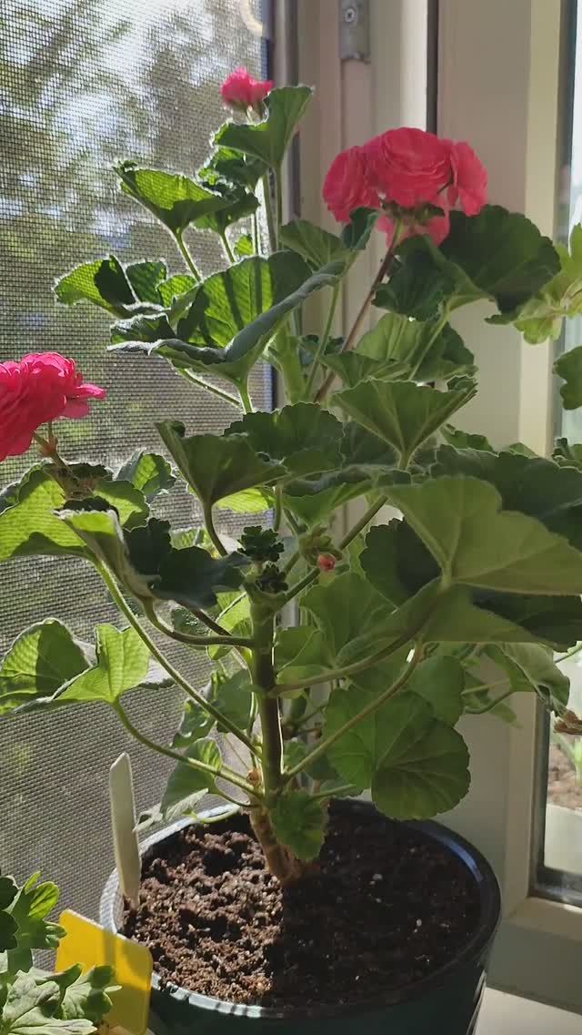 Династия Даджи #пеларгония