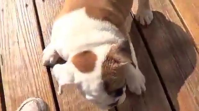 english bulldog puppies 11 weeks old смотреть онлайн