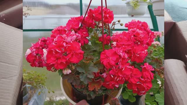 Распаковка  посылки от канала Пеларгонии и Ко Обзор черенков пеларгонии