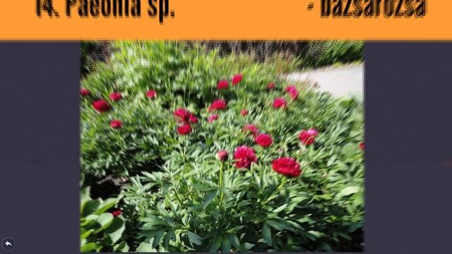 NÖVÉNYISMERET #02 смотреть онлайн