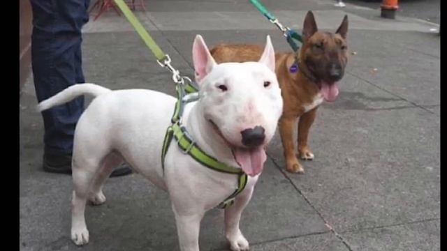 ***Remix*** Episode 10: Mini Bull Terrier - Denra from Kennel Calypso смотреть онлайн