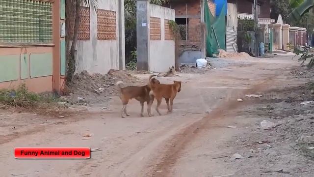 The Biggest Dog Mating With Cute Dog || Funny Animal And Dog