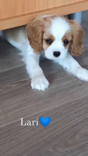 Милый щенок Кавалер Кинг Чарльз спаниель #лучшаяпородасобак #щенок #собакадругчеловека #хочусобачку смотреть онлайн