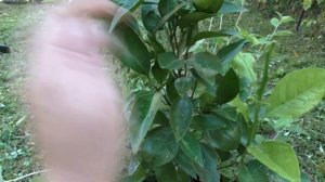 Дача в Сочи (Адлер). Посадка Авокадо, Личи, Манго.