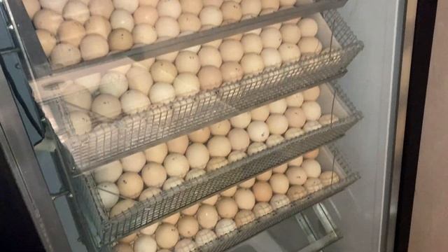 КАКОЕ ЛУЧШЕ ВЫБРАТЬ ЯЙЦО? / РОССИЯ vs ЕВРОПА | BEST HATCHING EGG FOR INCUBATION / RUSSIA vs EUROPE смотреть онлайн