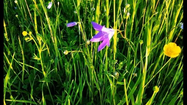 Г  Иванов  Вся сиянье, вся непостоянство #стихиолюбви #поэтысеребряноговека