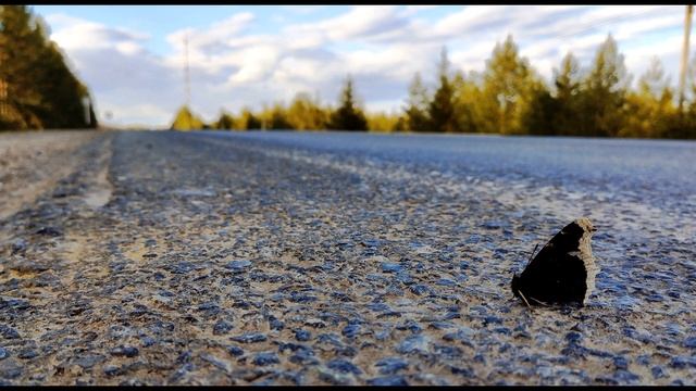 Н  Некрасов  Зелёный Шум #стихиовесне #стихиосчастье #поэты19века