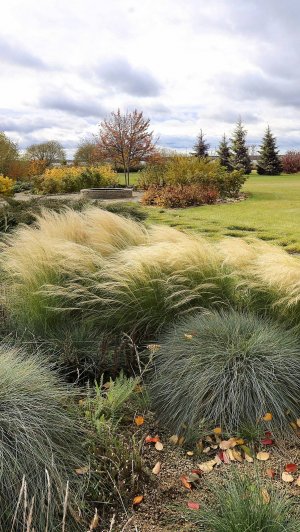Посев семян на рассаду. Спартина гребенчатая, ковыль тончайший