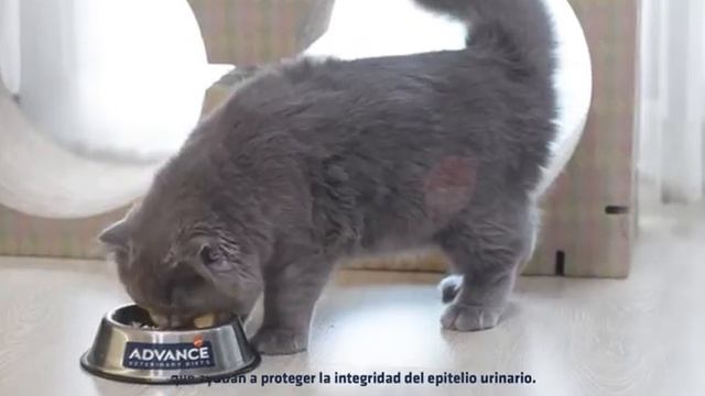 Advance alimento para gatos con problemas urinarios falla renal смотреть онлайн