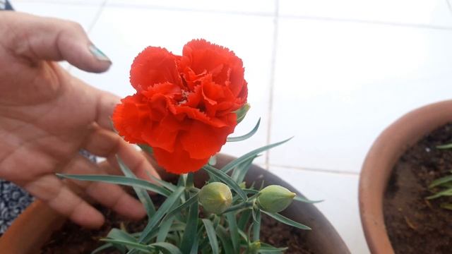 How to Grow and Care Carnation Flowering Plant // कारनेशन की देखभाल смотреть онлайн