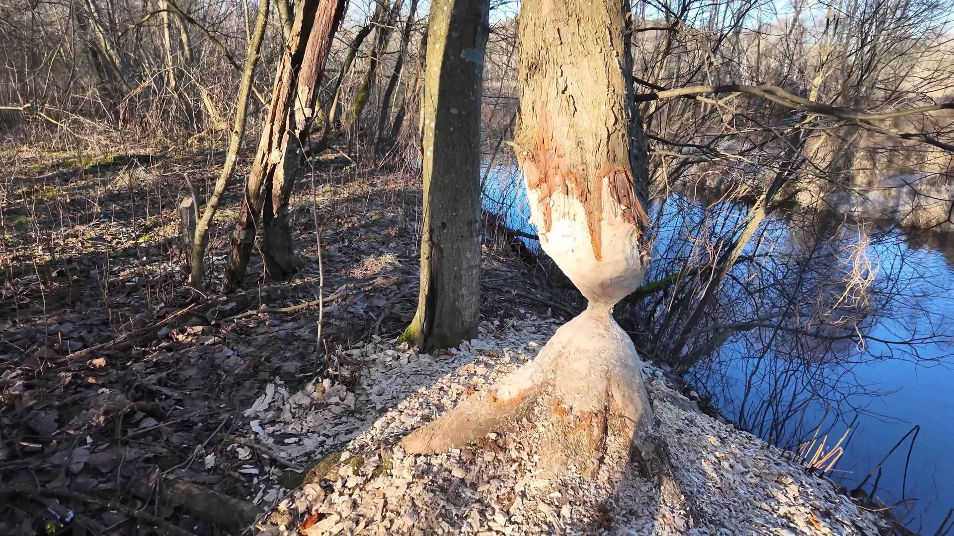 В январе на лодке. Березина➡Днепр. д. Москаленки❌ смотреть онлайн