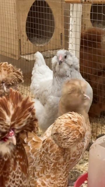 Курочки-несушки - готовимся к инкубации смотреть онлайн